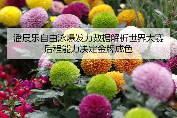 潘展乐自由泳爆发力数据解析世界大赛后程能力决定金牌成色