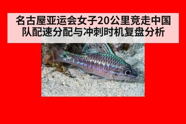 名古屋亚运会女子20公里竞走中国队配速分配与冲刺时机复盘分析